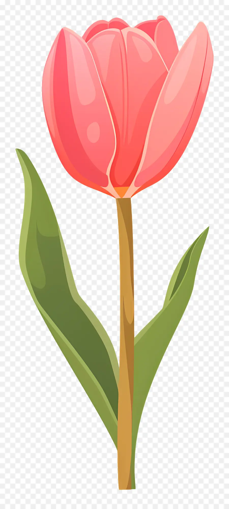 Flor Tulipa，Flores Coloridas PNG