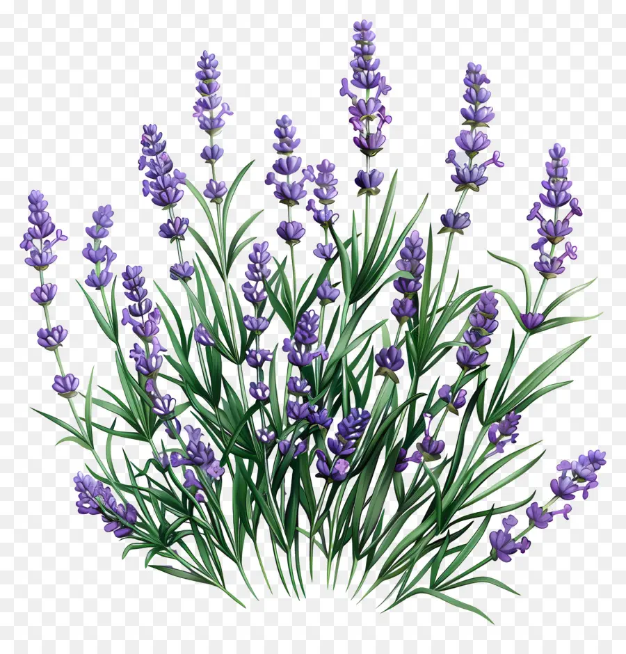 Lavanda De Jardim，Lavanda PNG