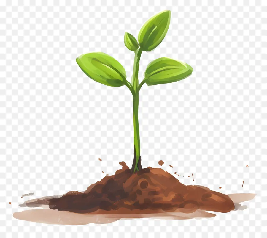 Planta De Broto Verde，Planta Jovem PNG