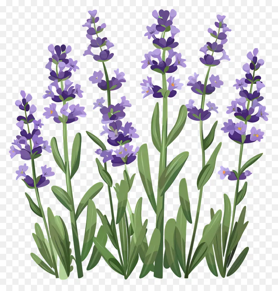 Lavanda De Jardim，Flores De Lavanda PNG