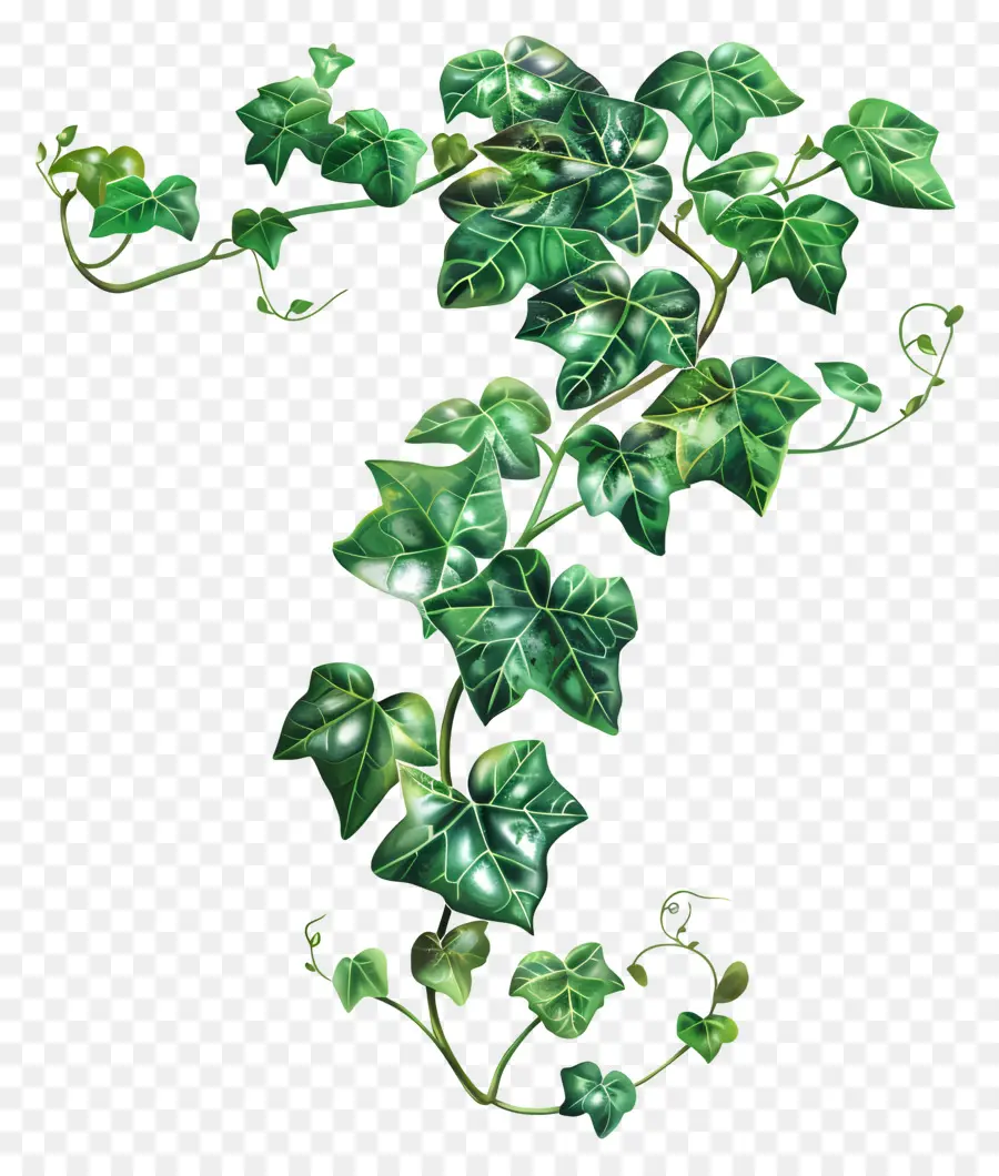 Ivy De Jardim，Verde Hera PNG