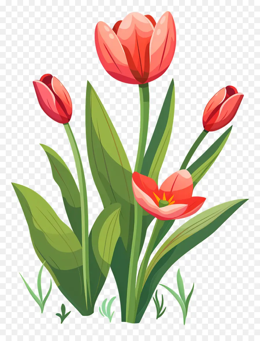 Flor Tulipa，Tulipas Vermelhas E Roxas PNG