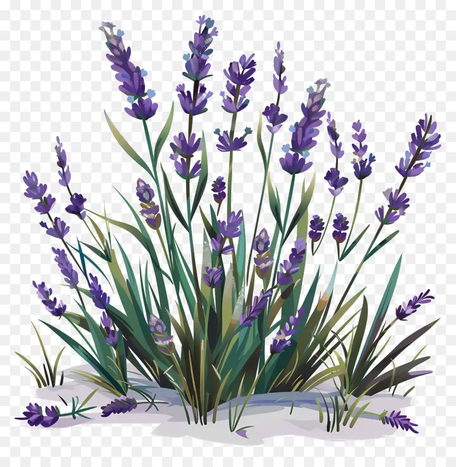 Lavanda De Jardim，Flores De Lavanda PNG