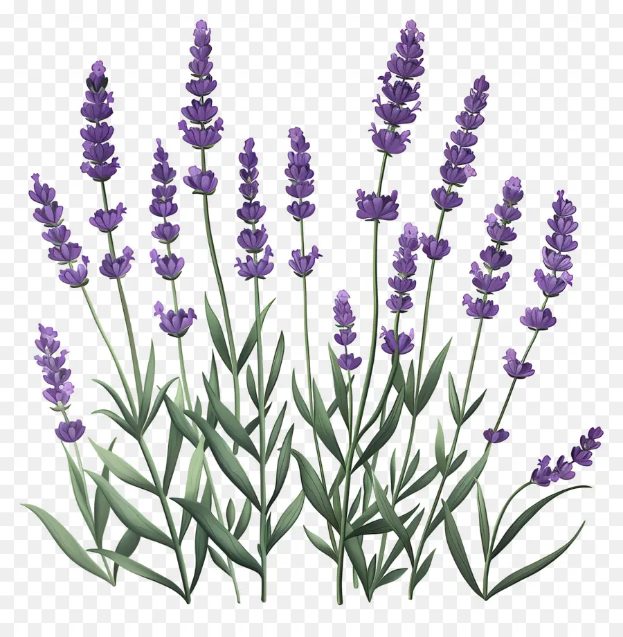 Lavanda De Jardim，Flores De Lavanda PNG