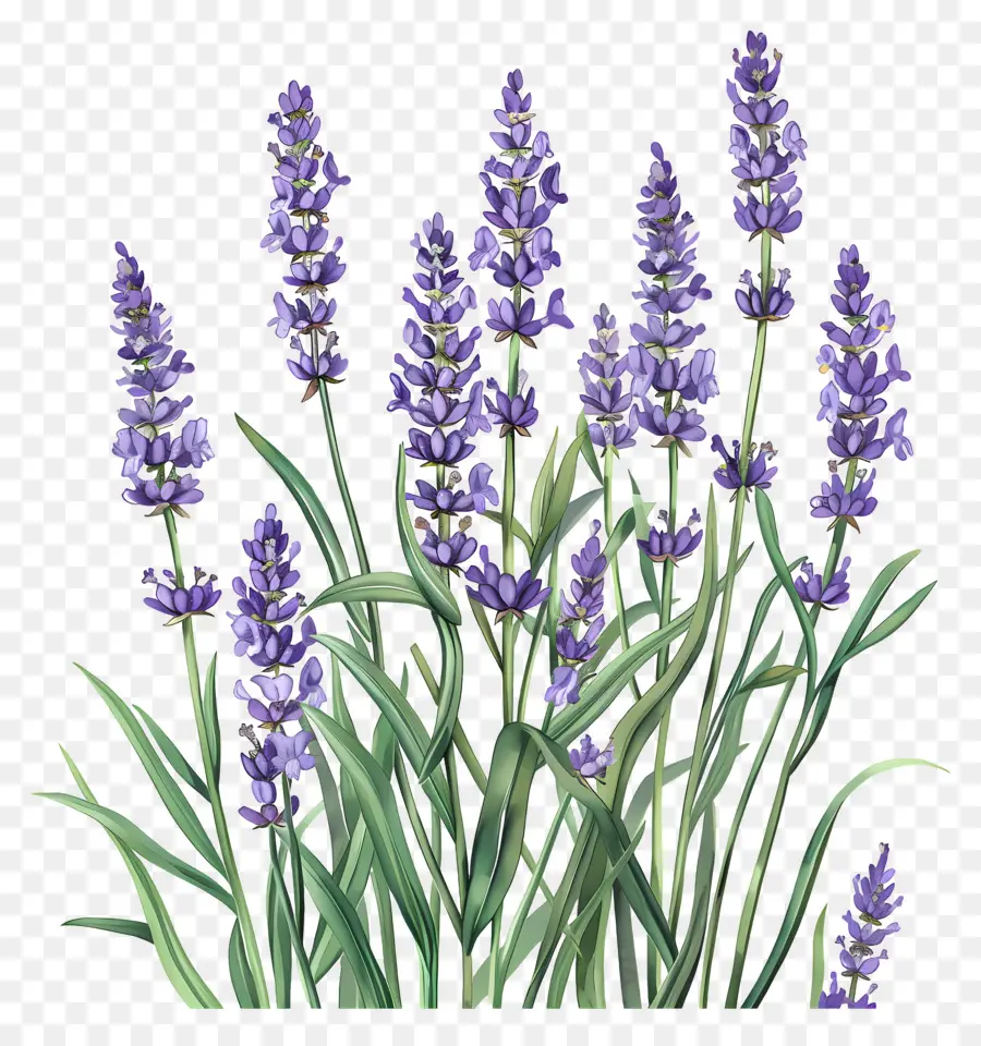 Lavanda De Jardim，Lavanda PNG