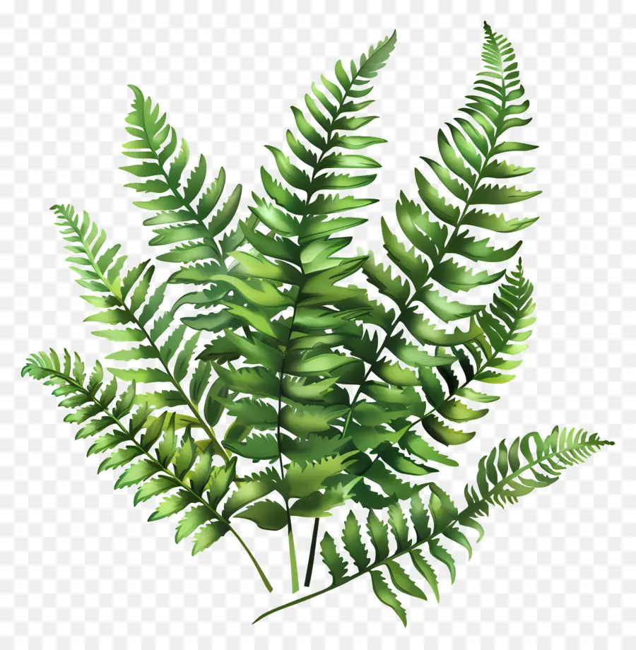 Samambaia Do Jardim，Fern Plant PNG