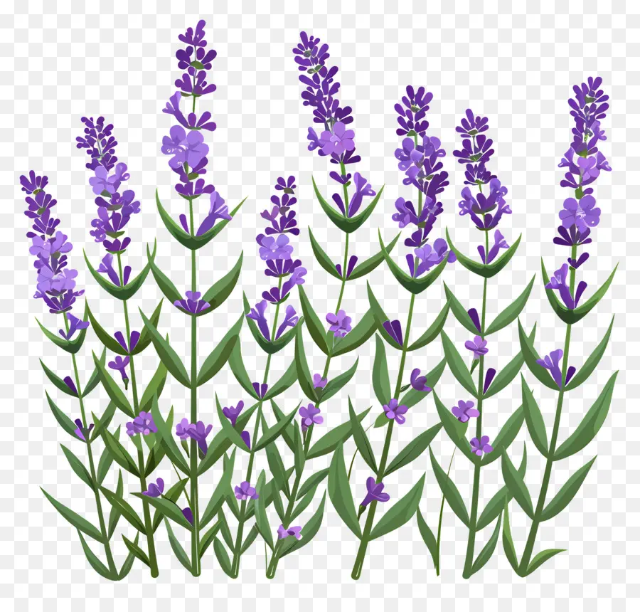 Lavanda De Jardim，Lavanda PNG