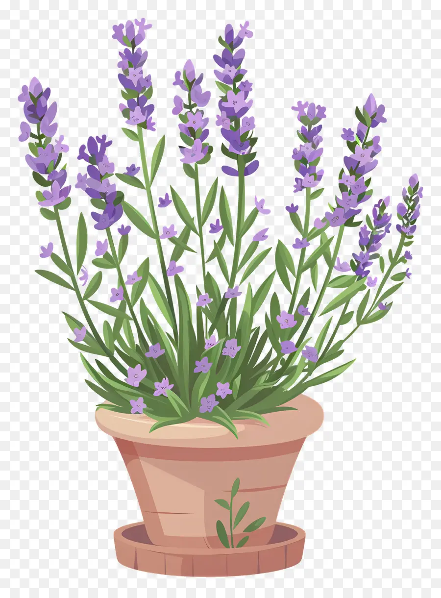 Lavanda De Jardim，Planta De Lavanda PNG