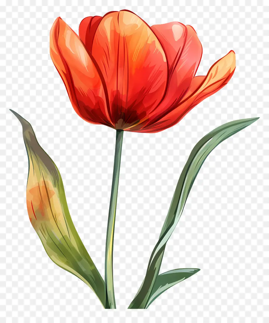 Flor Tulipa，Flor Vermelha PNG