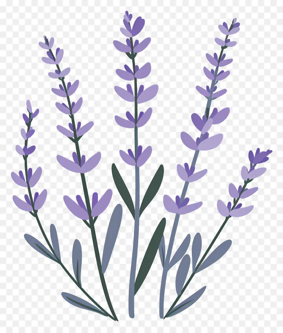 Lavanda De Jardim，Lavanda PNG