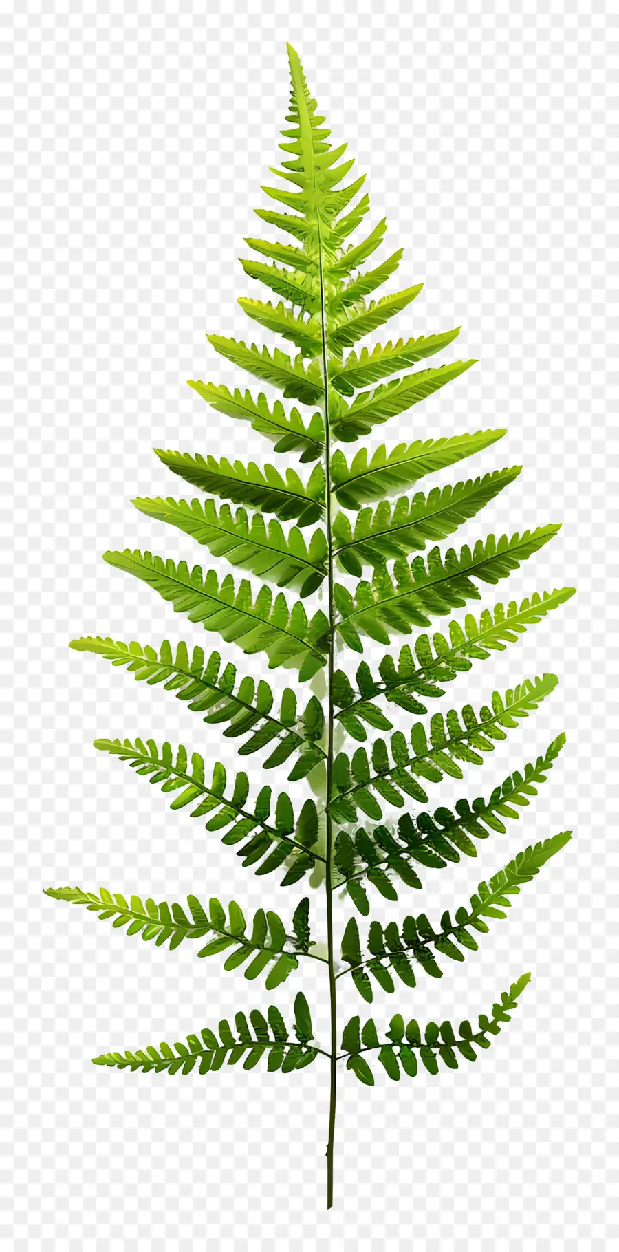 Samambaia Do Jardim，Fern PNG