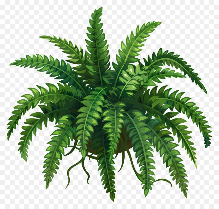 Samambaia Do Jardim，Fern Plant PNG