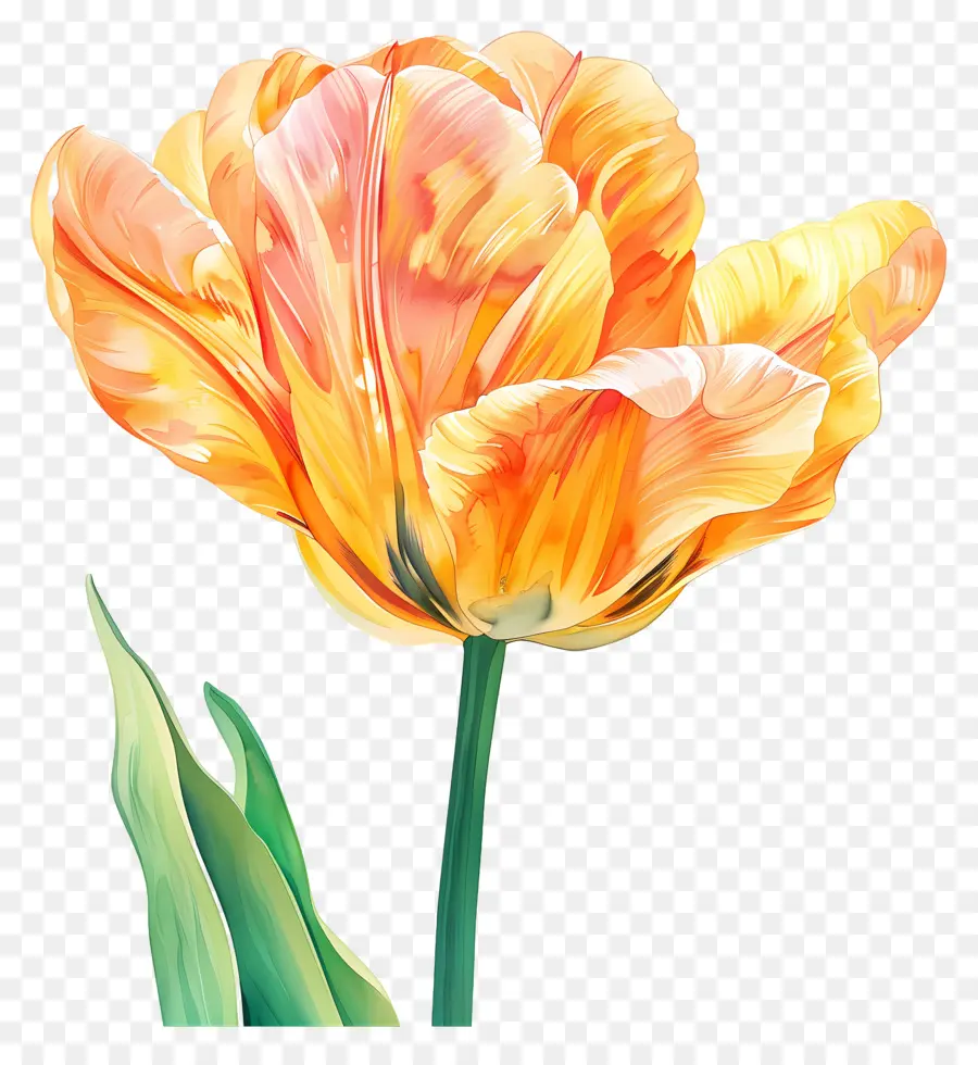 Flor Tulipa，Tulipas PNG