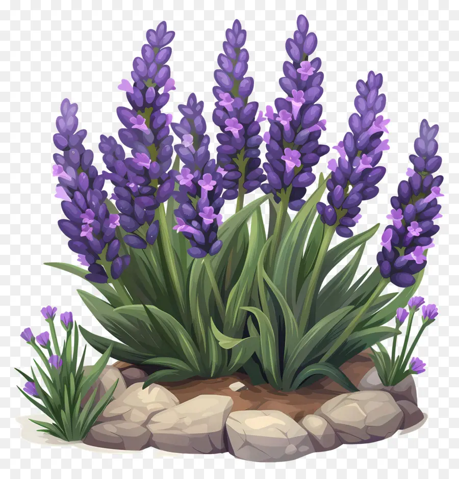 Lavanda De Jardim，Flores De Lavanda PNG