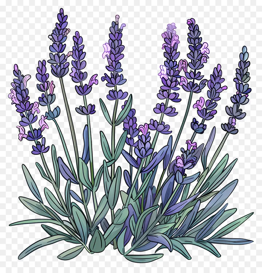 Lavanda De Jardim，Lavanda PNG