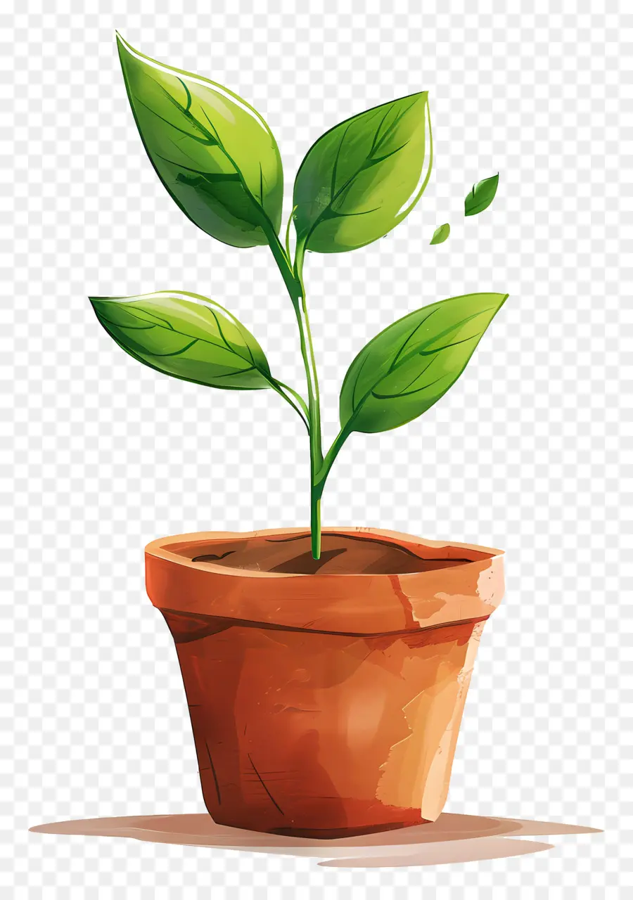 Planta De Broto Verde，Planta Em Vaso PNG