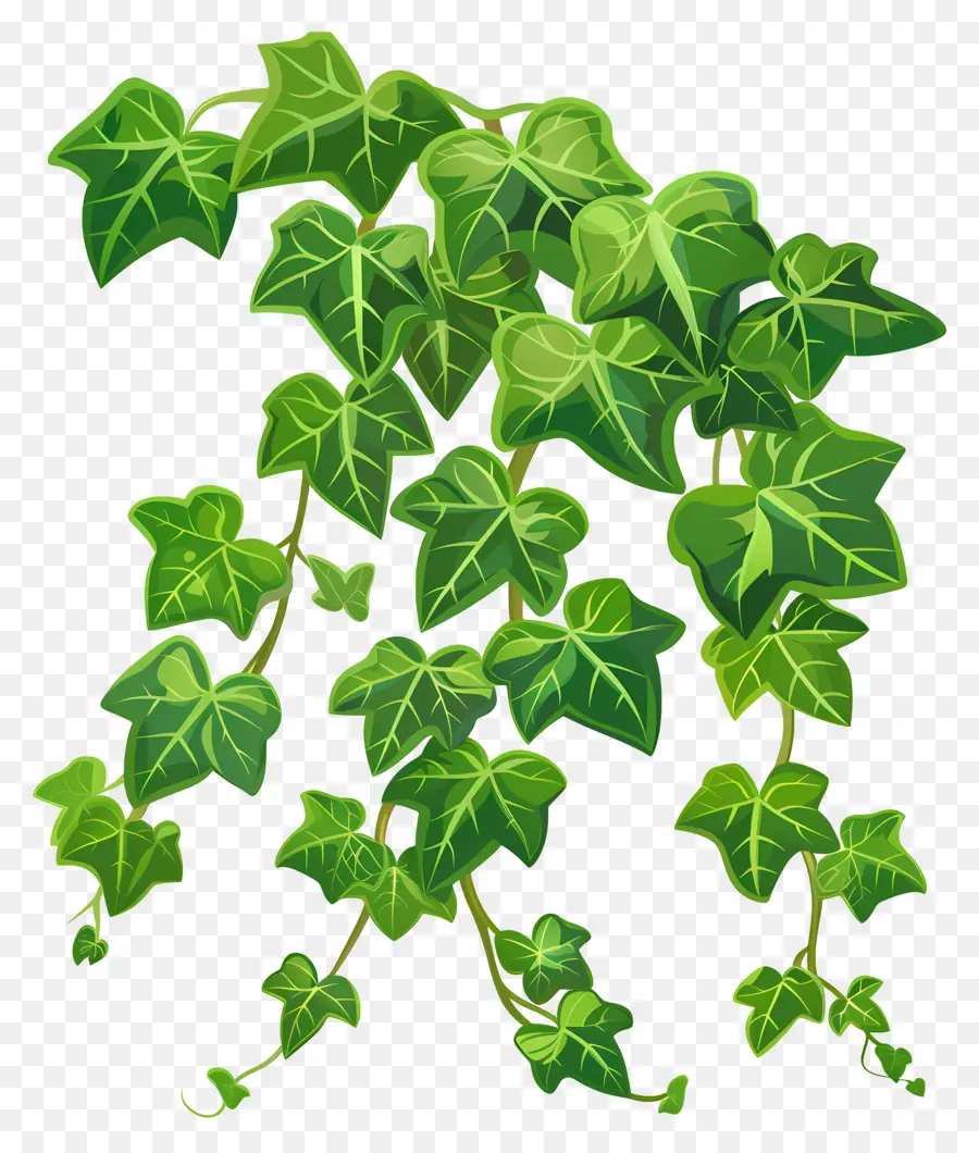 Ivy De Jardim，Ivy Plant PNG