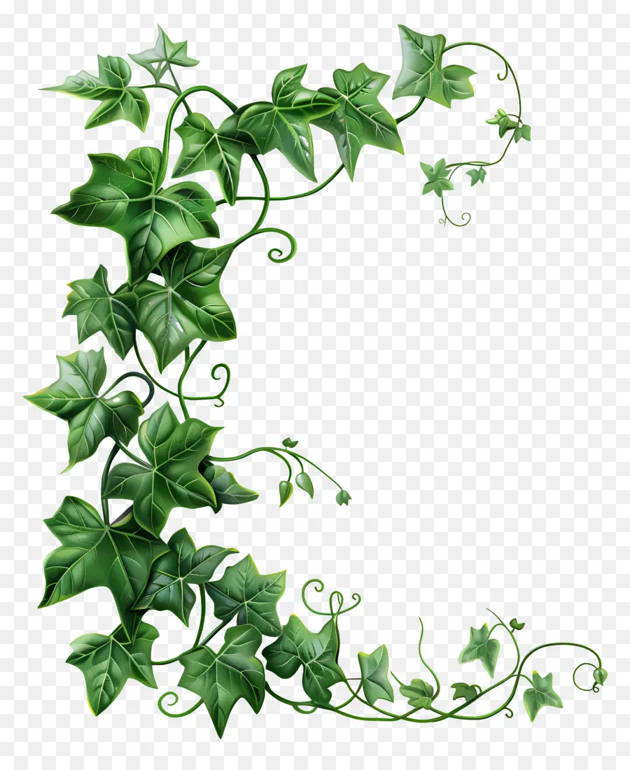 Ivy De Jardim，Verde Hera PNG