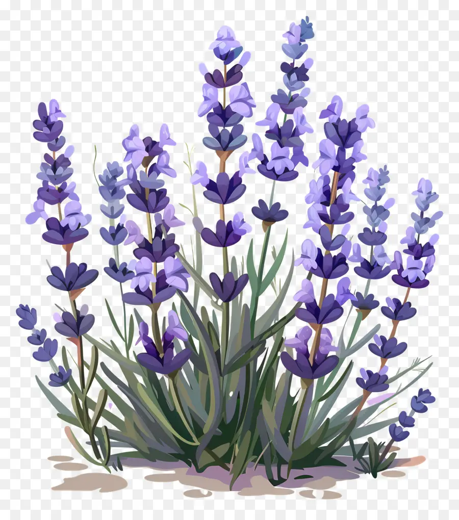 Lavanda De Jardim，Lavanda PNG