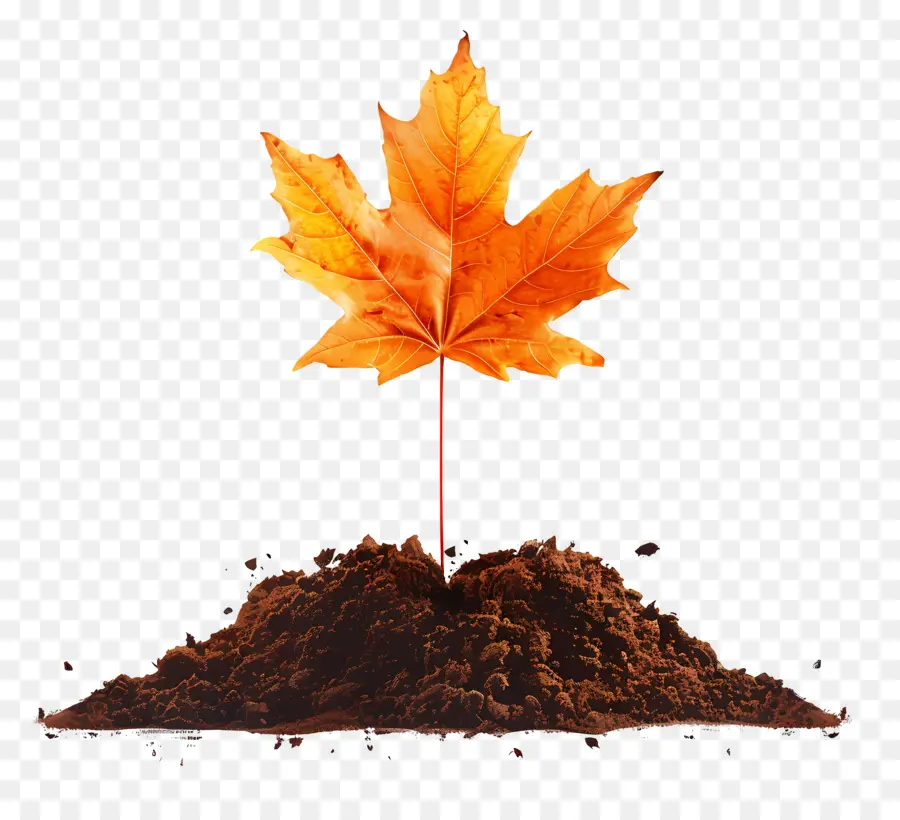 Folha De Outono No Solo，Autumn Leaf PNG