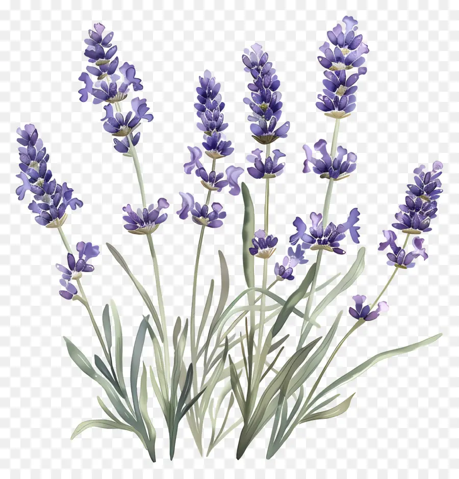 Lavanda De Jardim，Lavanda PNG