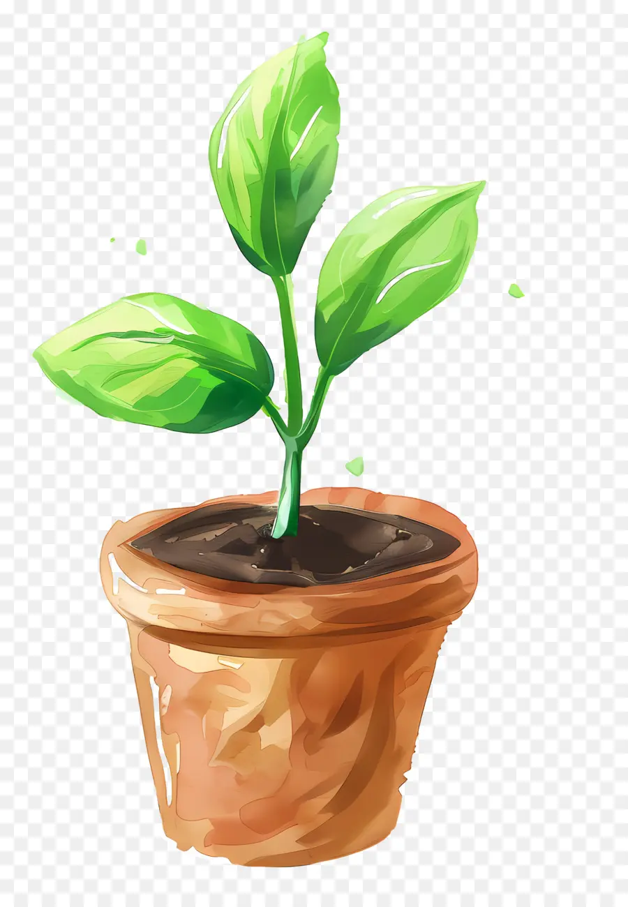 Planta De Broto Verde，Planta Em Vaso PNG