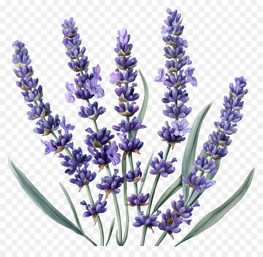 Lavanda De Jardim，Lavanda PNG