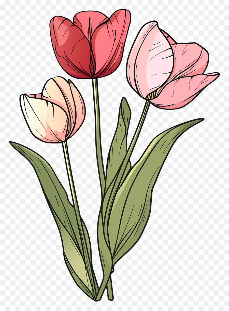 Tulip Flor，Coloridas Tulipas PNG