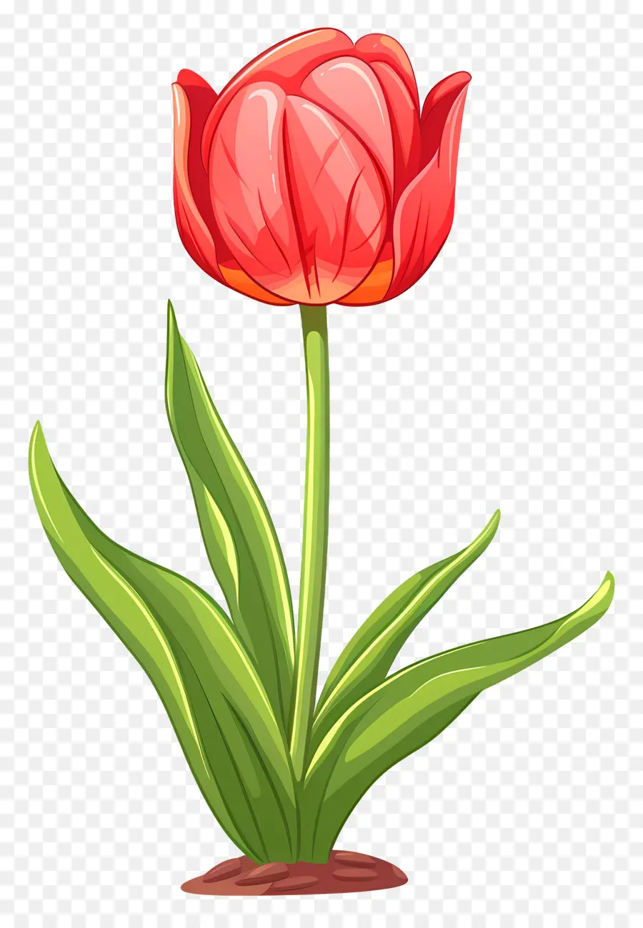 Flor Tulipa，Tulipa PNG