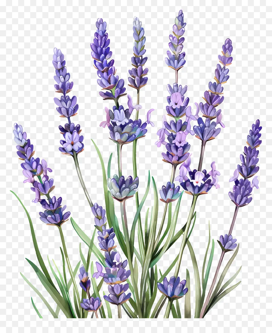 Lavanda De Jardim，Lavanda PNG