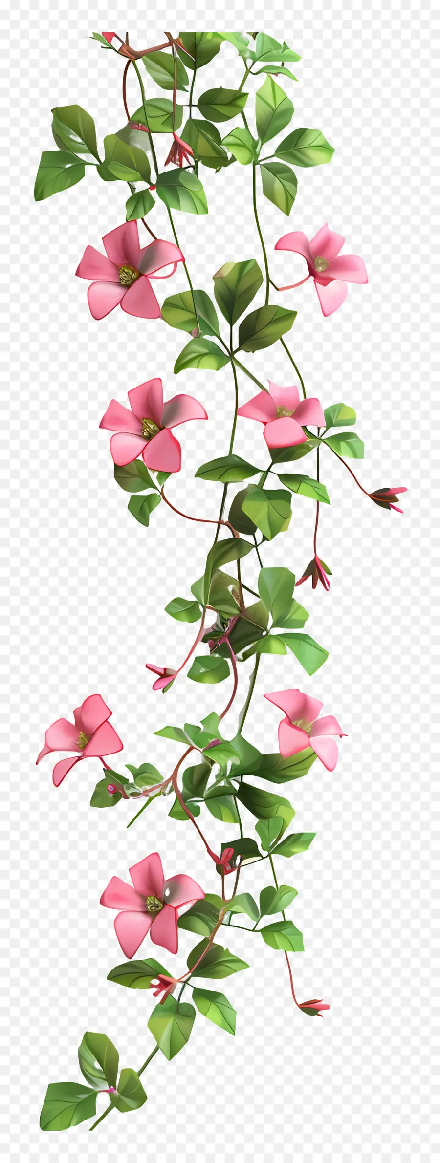 Flor De Vinha，Videira Rosa Clematis PNG