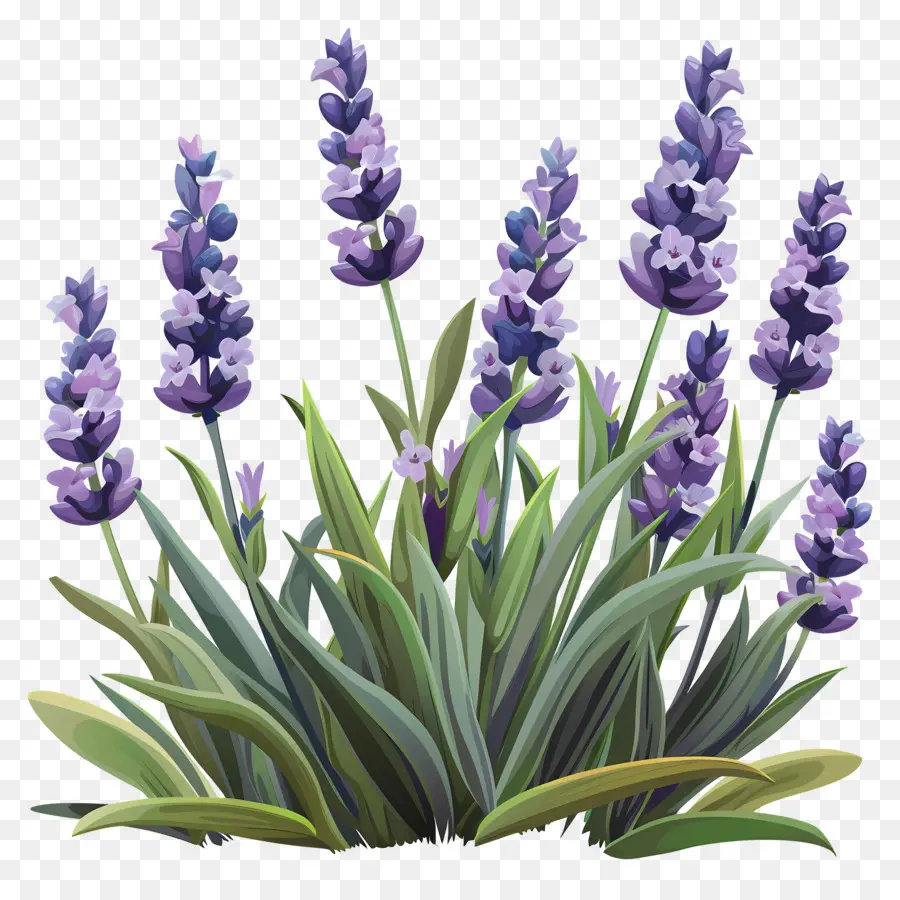 Lavanda De Jardim，Lavanda PNG