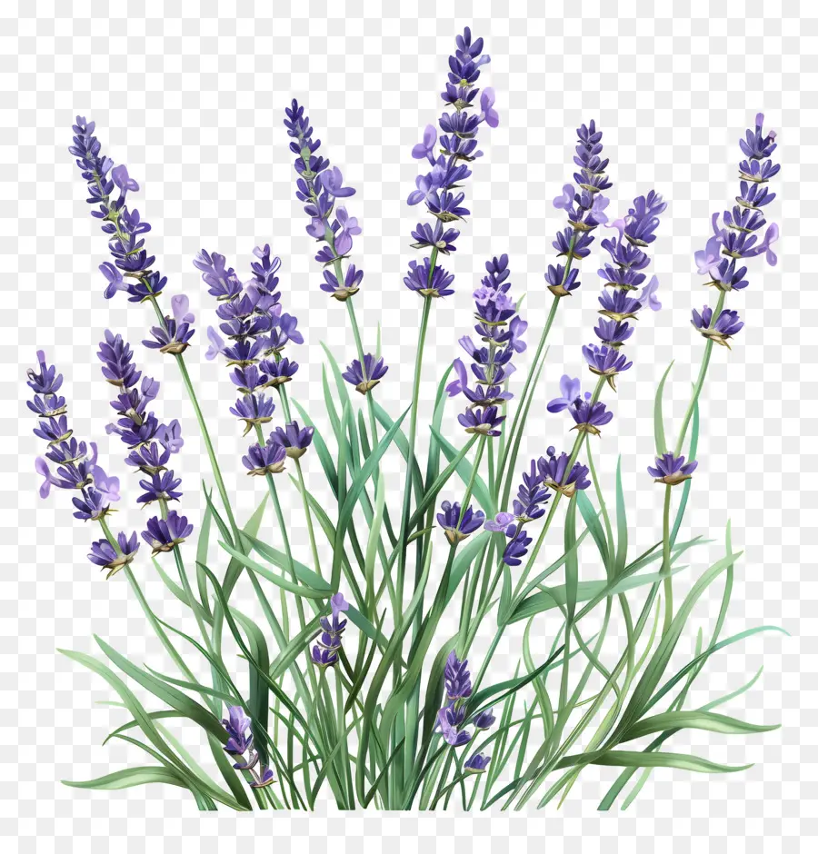 Lavanda De Jardim，Lavanda PNG