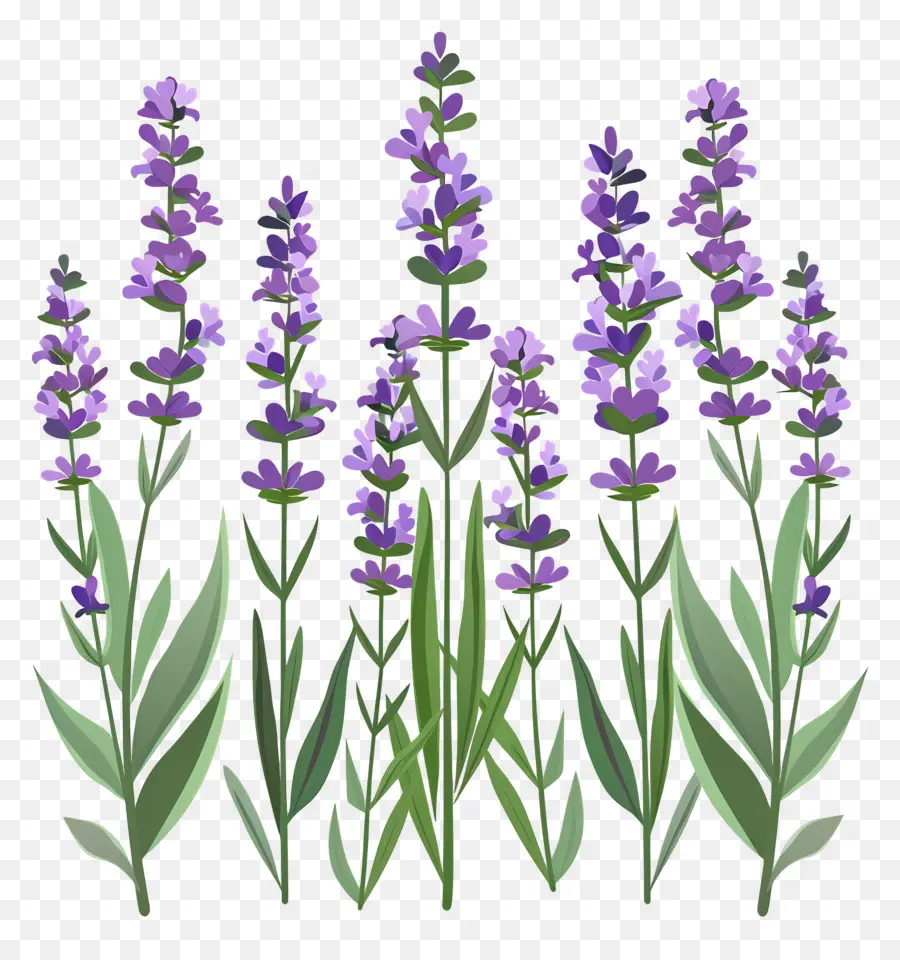 Lavanda De Jardim，Flores De Lavanda PNG