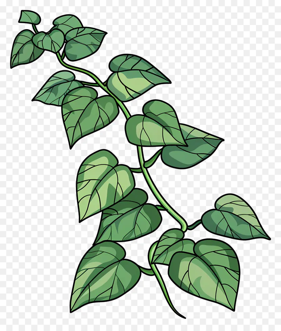 Ivy De Jardim，Videira PNG