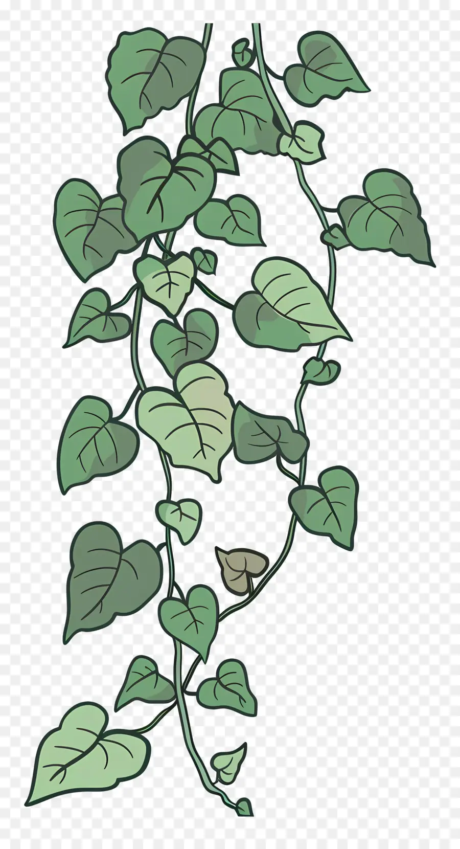 Ivy De Jardim，Videira PNG