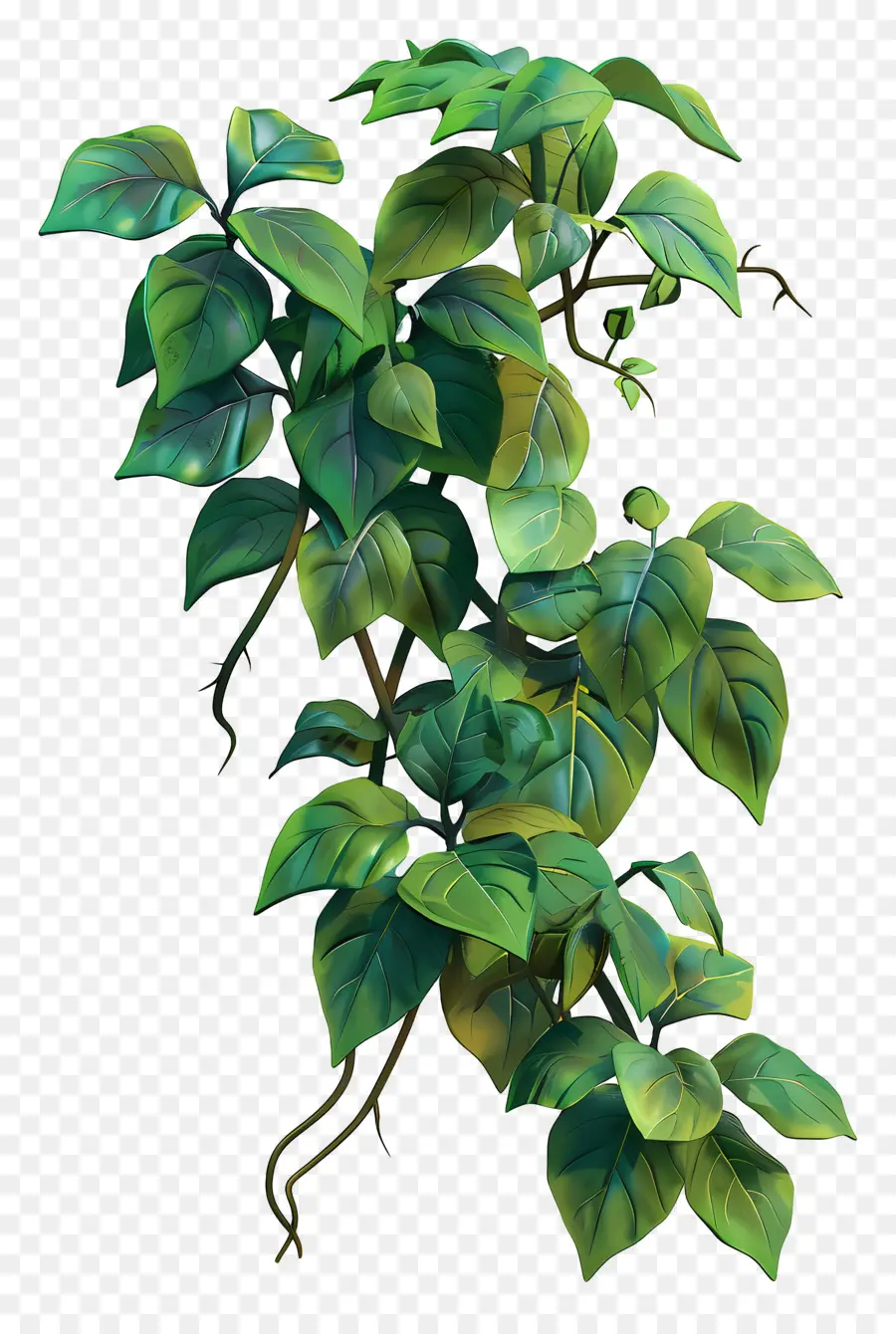 Videira Da Selva，Vinhas Verdes PNG