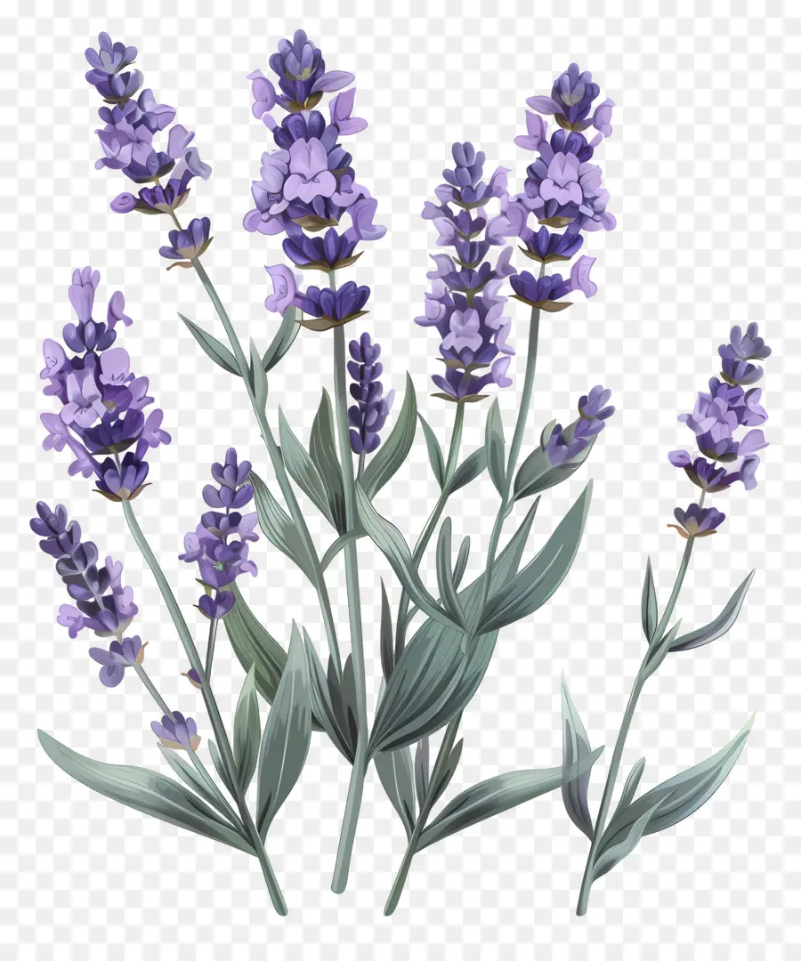 Lavanda De Jardim，Lavanda PNG