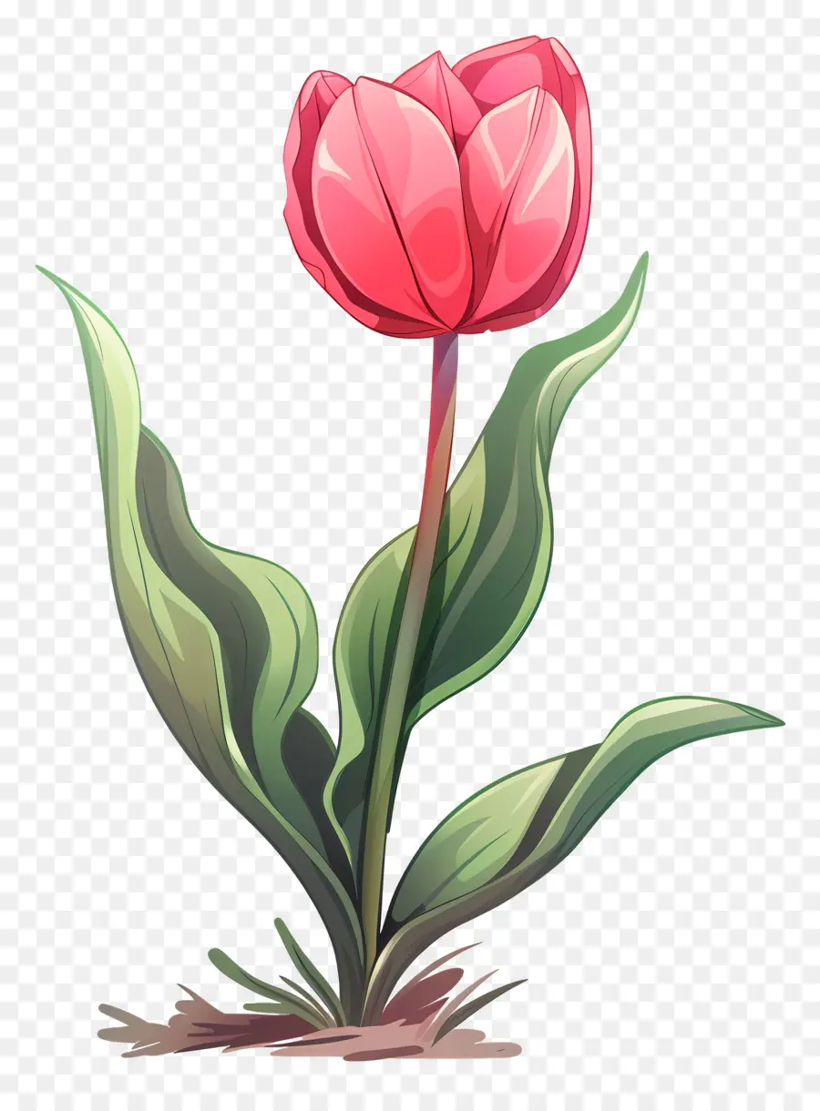 Flor Tulipa，Tulipa PNG