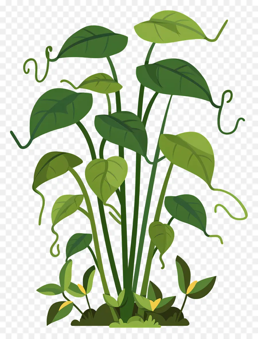 Videira Da Selva，Plantas Verdes PNG