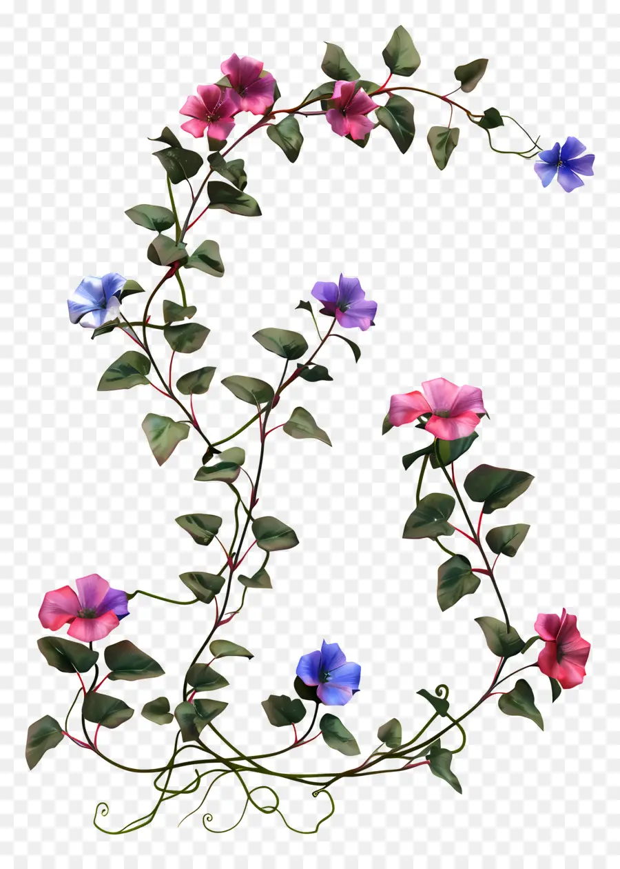 Flor De Vinha，Deixa PNG