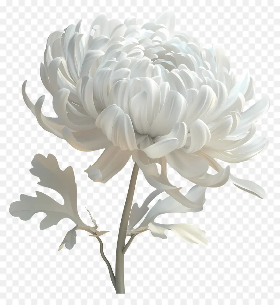 Crisântemo Branco，Flor Branca PNG