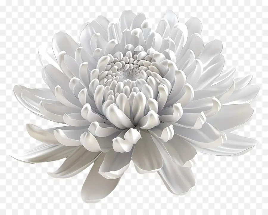 Crisântemo Branco，Flor Branca PNG