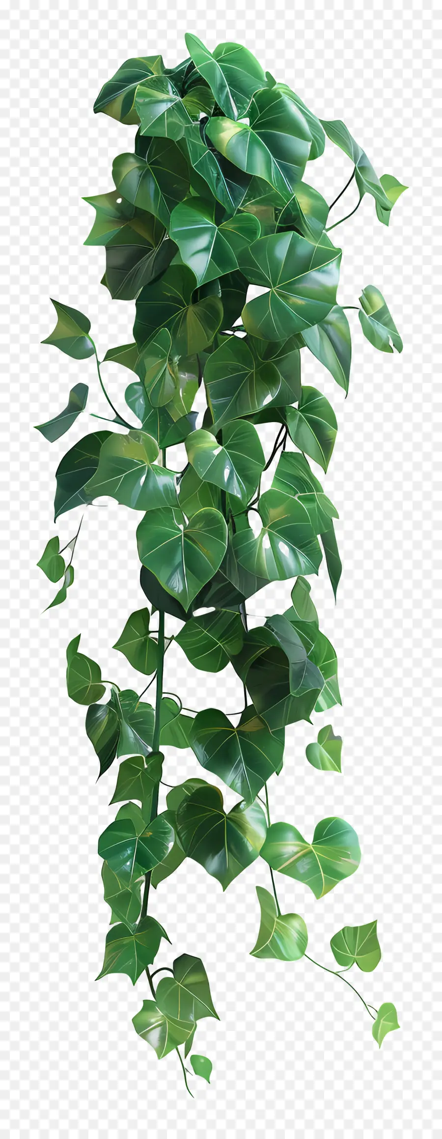 Selva De Videira，Suspensão Planta PNG