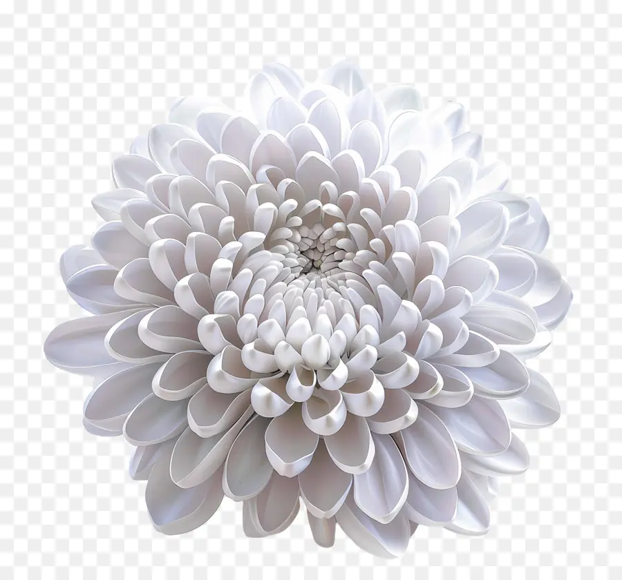 Crisântemo Branco，Flor Branca PNG