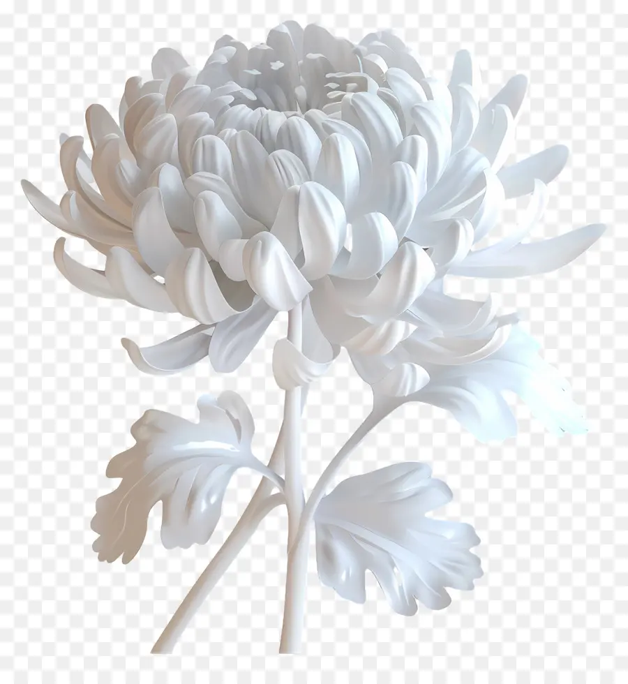 Crisântemo Branco，Flor Branca PNG