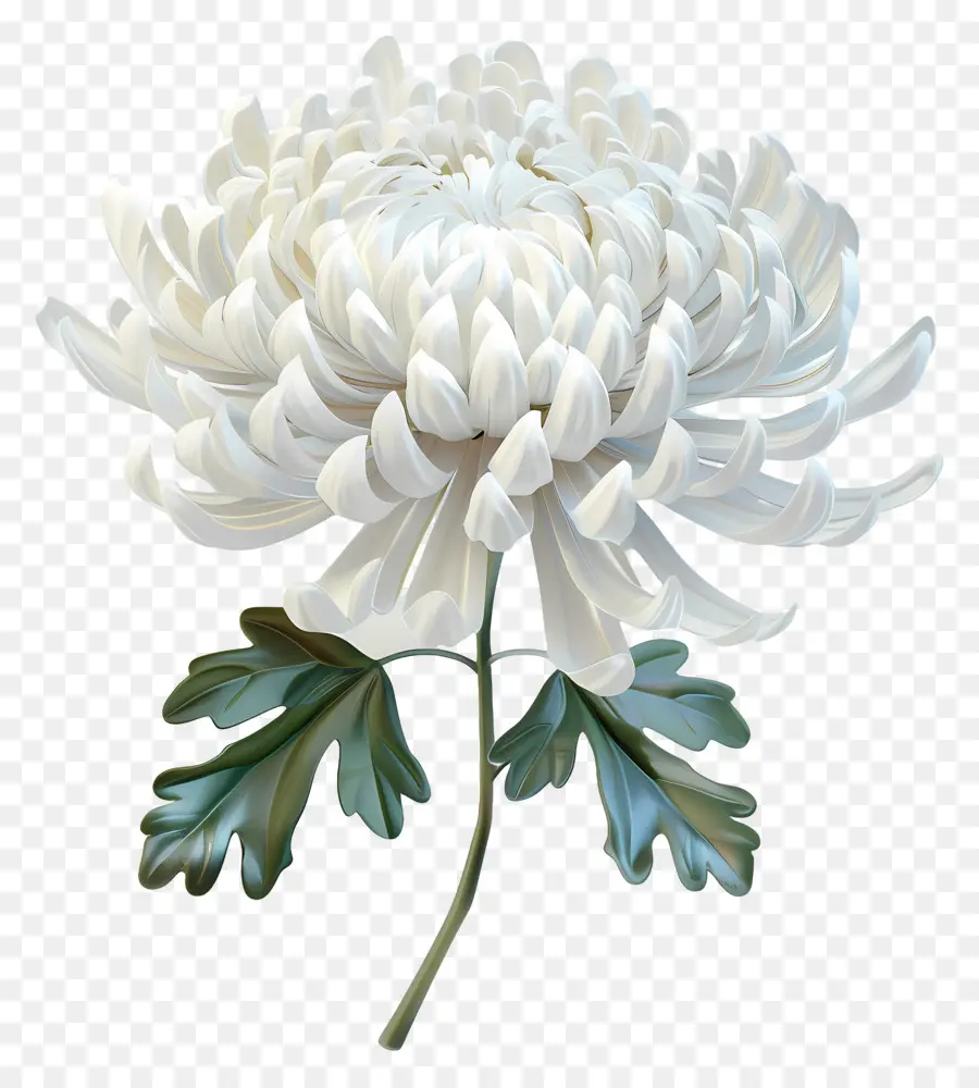 Crisântemo Branco，Flor Branca PNG