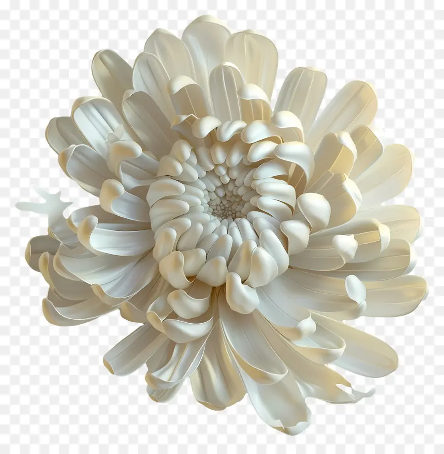 Crisântemo Branco，Flor Branca PNG