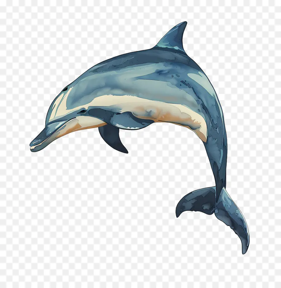 Dolphin，Os Golfinhos PNG