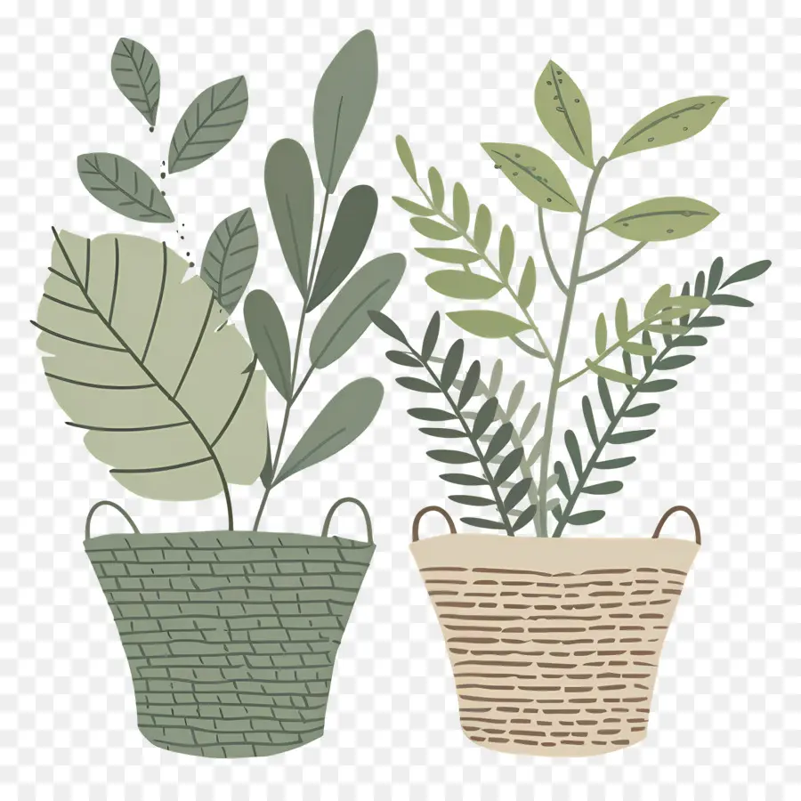 Plantas Na Cesta，Vasos De Plantas PNG